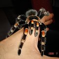 Brachypelma smithi