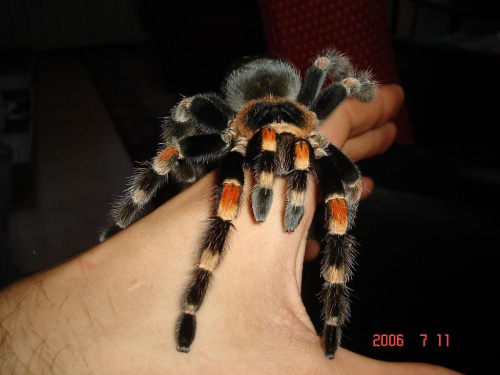 Brachypelma smithi