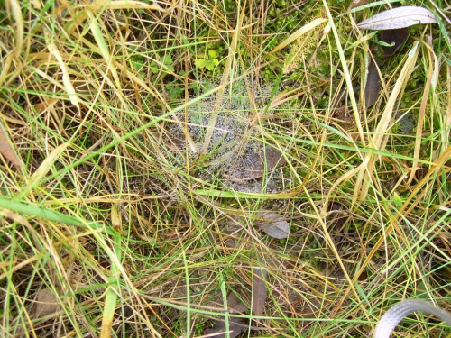 malutka pająkownica :) zapewne pozostałość tego co było w lato z kropelkami rosy