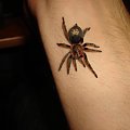 Trixopelma cyaneum