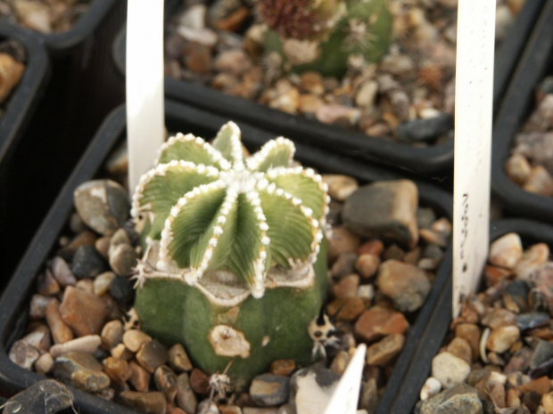 Aztekium hintonii