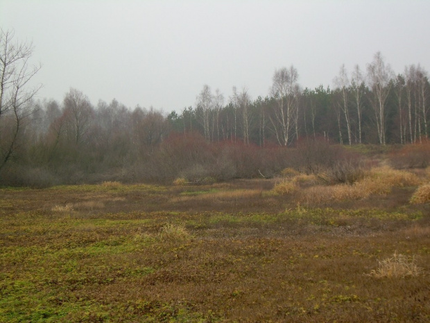 kolejny staw bez wody - tylko wiosną wszystkie są pełne #chmury #drzewa #krajobraz #krajobrazy #las #lasy #natura #niebo #przyroda #rośliny #widok #widoki