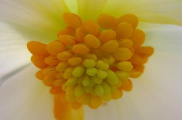 kwiaty z lichenia... #KwiatyArtystyczneLicheń