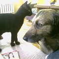 Figa i Benji
