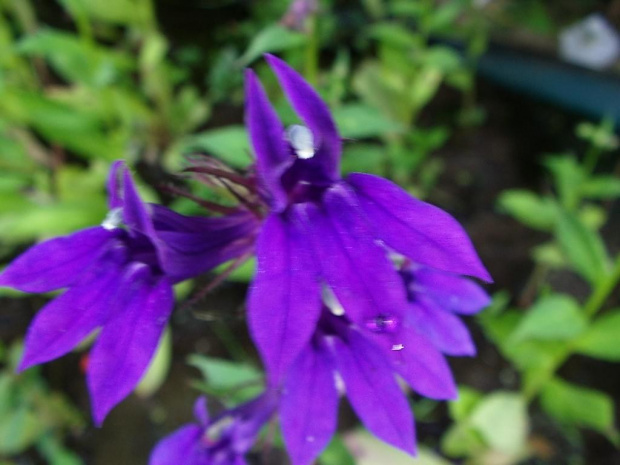 lobelia?