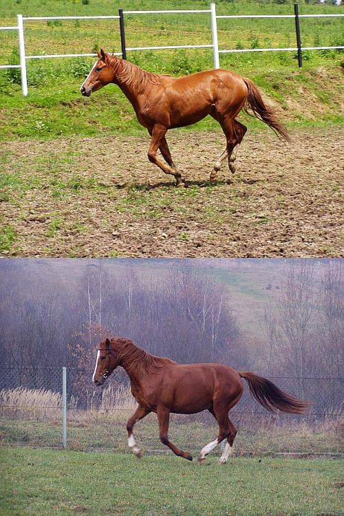 Celinka rok temu i obecnie