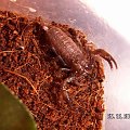 Heterometrus sp. Java L1