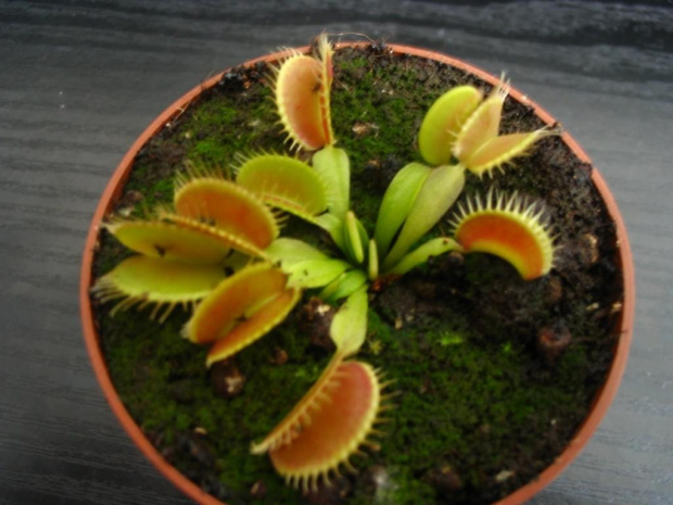 Dionaea Muscipula Giant #RoślinyOwadożerne