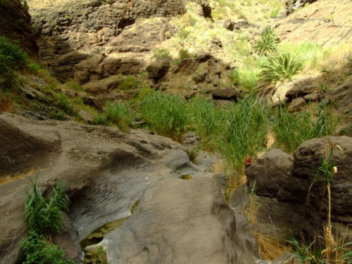 Masca - wąwóz - żeźbioine przez wodę skały i wielkie trzciny #Teneryfa