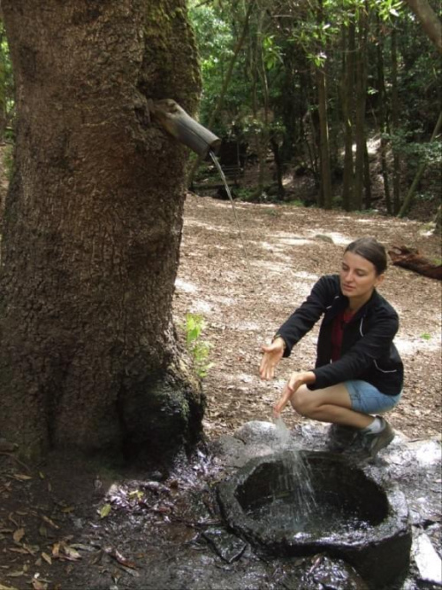 La Gomera - chłodna woda prosto z ... drzewa #Teneryfa
