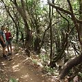 La Gomera - wawrzyny, a na drzewach porosty #Teneryfa