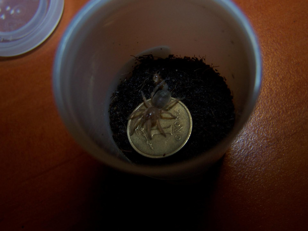 Brachypelma smithi L2 (4)