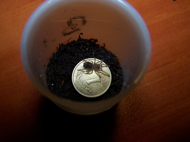 Brachypelma emilia L2 (4)