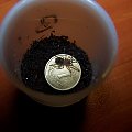 Brachypelma emilia L2 (4)