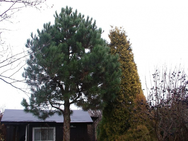 Pinus nigra