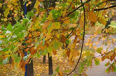 Zdjęcia wykonano w Warszawie ,na Osiedlu Służew Nad Dolinką.
Aparat Canon PowerShot 31IS #BarwyJesieni