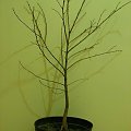 Ulmus pumila 22-12-2006