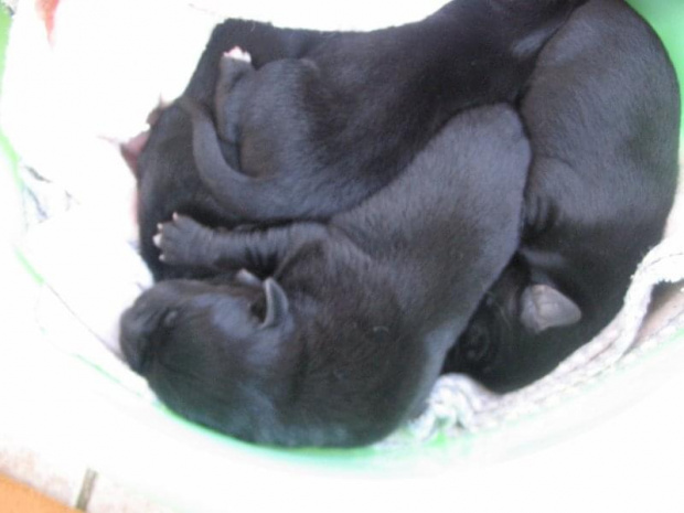 Zdjęcia szczeniaków zaraz po urodzeniu i dnia następnego :)