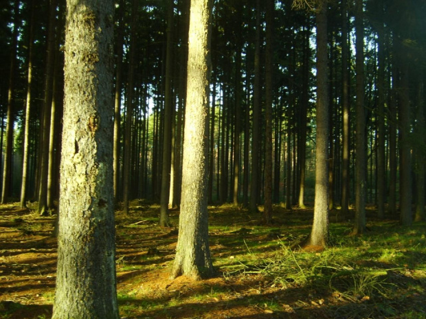 las świerkowy