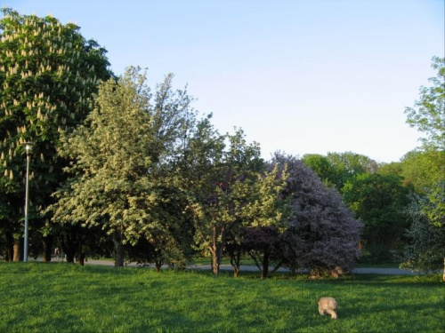 Drzewa i pies