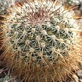 Mammillaria discolor (syn. M.ochoterenae)