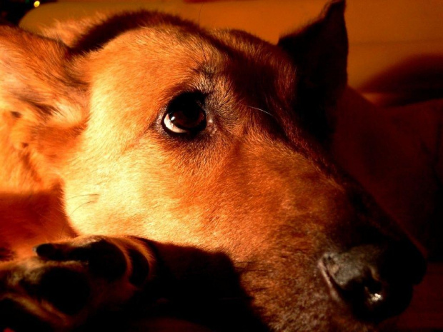 Ukochany piesek mojej połówki - Ruda :) #pies #ruda #rudzia #sobiech #piesek #pieski #święta #PrzyjacielCzłowieka