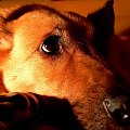 Ukochany piesek mojej połówki - Ruda :) #pies #ruda #rudzia #sobiech #piesek #pieski #święta #PrzyjacielCzłowieka