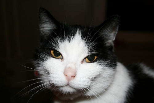 Micia chętnie pozuje do zdjęć #koty #mruczki