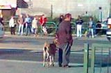 Koza w Gdańsku, w kagańcu #KozaGdańsk