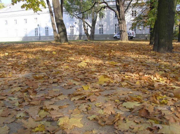 Łazienki ... w złotych kolorach liści