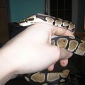 Python regius