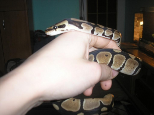 Python regius