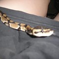 Python regius