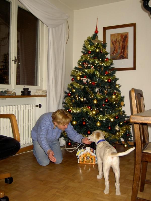 Święta!Choinka!Dostałem prezent!Kolędowałem!