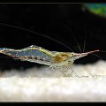 Caridina gracilirostris "Red Nose"