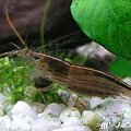 Amano (Caridina japonica)