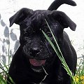 Black Ca de Bou
