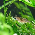 Amano (Caridina japonica)