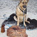 Zakopane 2006 #pies #Zakopane #Krupówki