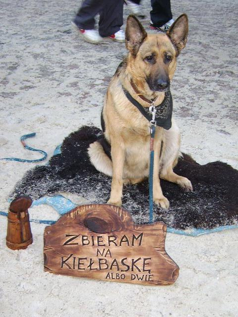 Zakopane 2006 #pies #Zakopane #Krupówki