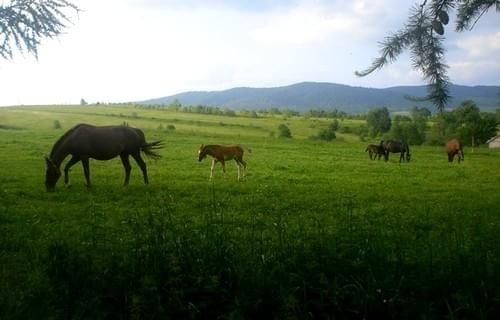 #Lipie #konie #koń #WakacjeZwierzęta