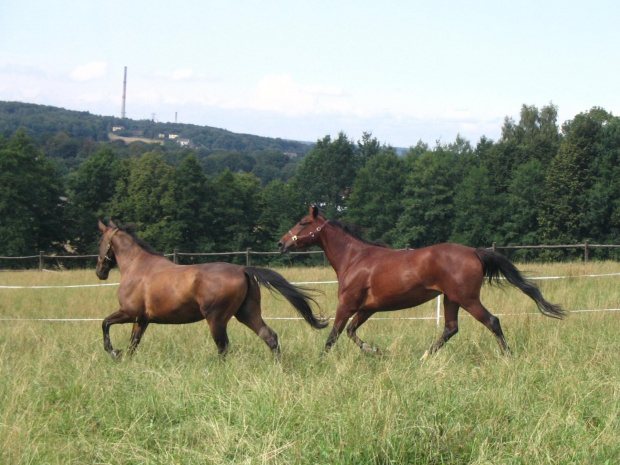 Galop po pastwisku