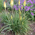 #Kniphofia