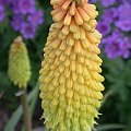 #Kniphofia