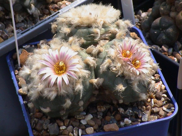 Lophophora diffusa v. koehresii