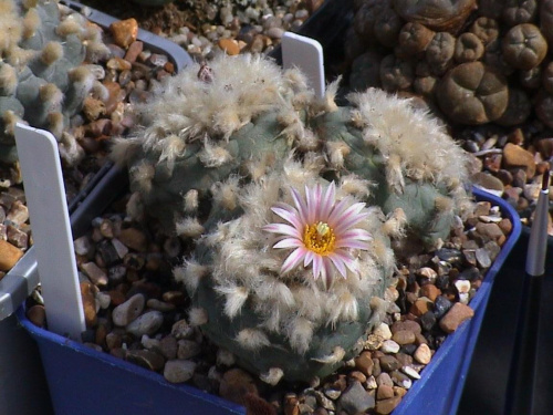 Lophophora diffusa v. koehresii