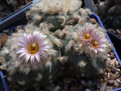 Lophophora diffusa v. koehresii