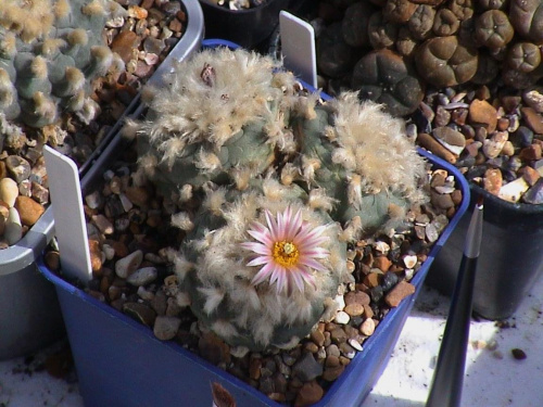 Lophophora diffusa v. koehresii