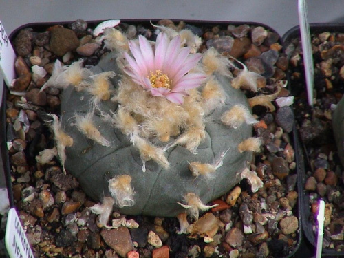 Lophophora williamsii v texansis