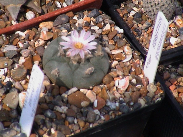 Lophophora williamsii